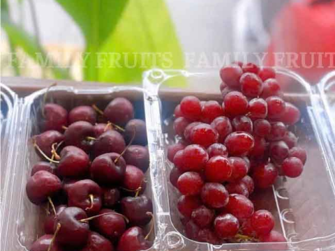 Hộp nhựa đựng trái cây giúp tối ưu chi phí đóng gói như thế nào