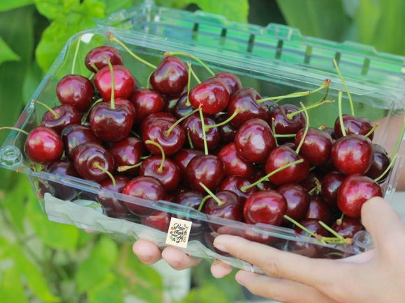 Hộp nhựa đựng trái cây P1000A